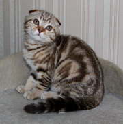 котик породы Скоттиш фолд (Шотландская вислоухая)