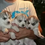 Сибирской хаски щенки