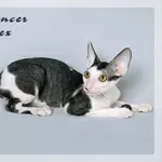 Зеленоглазый котик корниш-рекс