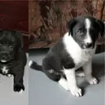 Щенки-звоночки, отдаю 