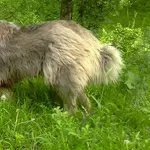 Предлагается для племенного использования кобель Кавказкой овчарки. 