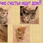 Два комочка счастья ищут дом!!!