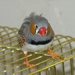 Продам 6 штук зебровых амдаин