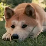 Собака Акита-Ину (Хатико) Скидка до 1 июня! Жми!