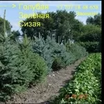 Продажа и посадка – туй,  елей,  можжевельника,  и других растений