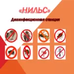 Борьба и уничтожение блох в Алматы и Алматинской области