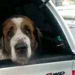 Найдена собака Московская Сторожевая