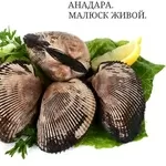 Продам живые морепродукты.