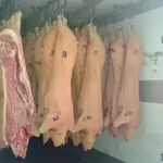 Продам: свинина охл. от производителя в Казахстане