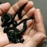  Лечение пиявками в Алматы