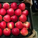 Польские яблоки и груши оптом