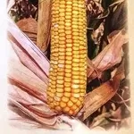 Семена кукурузы Машук 480 СВ