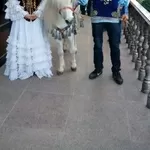 пони. пони-единорог,  белая лошадка