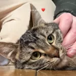 Кошка в добрые руки