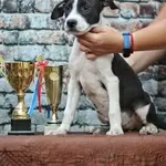 Американский питбультерьер