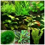 Продаются аквариумные растения.