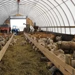 Қой бордақылау онлайн курстарын бастаушыларға арнап жүргіземін.