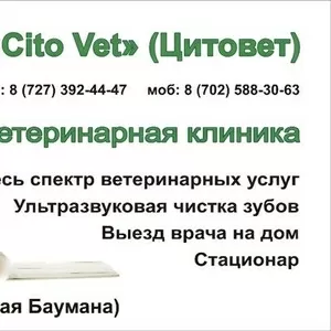 Ветеринарная клиника  Cito Vet (Цитовет )предлагает