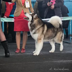 Щенки Аляскинского маламута.