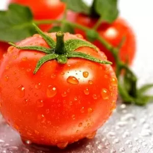 Томаты (помидоры) парниковые из Польши