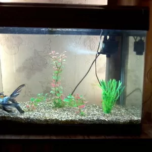 продам аквариум с тремя рыбками