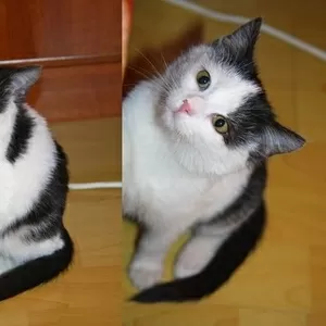 отдам котенка