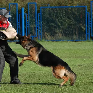 дрессировка собак