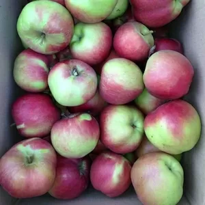 Продам яблоки оптом,  от производителя В Алматы.  Американка, Золотое-пр