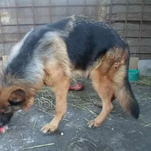 срочно продам чистопородных щенков немецкой овчарки цены снижены