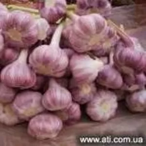 Продаю чеснок крупный фиолетовый Иссык-Кульский (НЕ КИТАЙ)