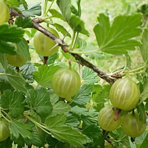 Саженцы крыжовника (зеленый) из Польши.