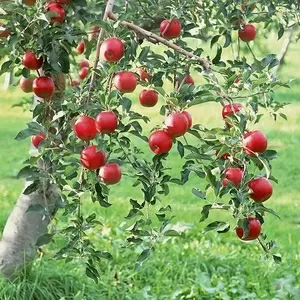 Саженцы яблонь,  груш и вишни карлики и полукарлики !