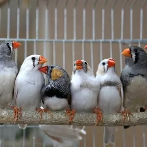 В продаже многообразие птиц