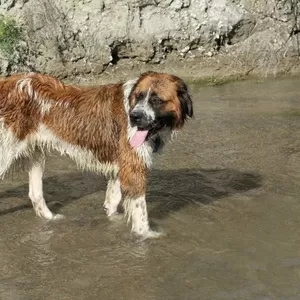 Боня отдается в добрые руки 