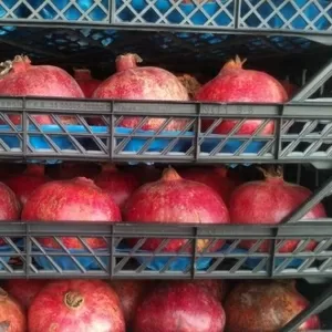Овощи фрукты оптом. Доставка по всему Казахстану и странам СНГ.