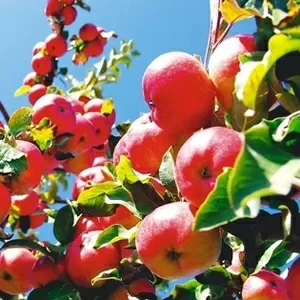 Яблоки европейских сортов выращенные в Алм.области,  оптом