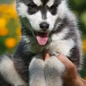 Щенки Сибирский Хаски,  Питомник «Present of Wolf»