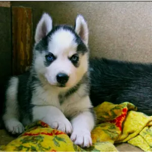 Продаю щенка Сибирской Хаски