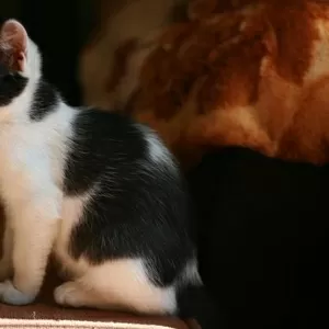 Отдам домашнего котенка,  девочка,  черно-белая,  3.5 месяца