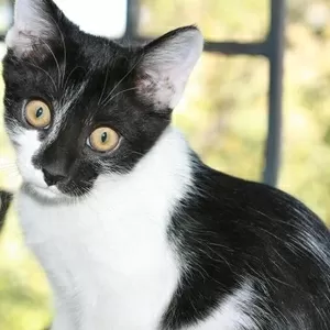 Отдам домашнего котенка,  мальчик,  черно-белый,  3.5 месяца