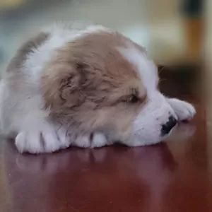 Продаются щенки Алабая