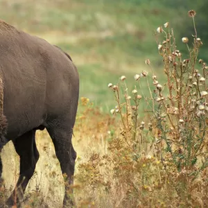 BISON. Оригинальная,  высококачественная одежда и обувь из США и Европы.