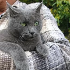 Вязка. Кошка русская голубая ищет Котика (шотландца или британца) 