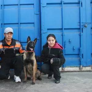 Дрессировка собак в Алматы.Профессинальный кинолог  стаж 30 лет.