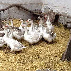 Продам домашних гусей