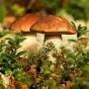Мицелий грибов вешанки