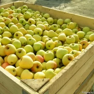 продажа яблок в Алматы 