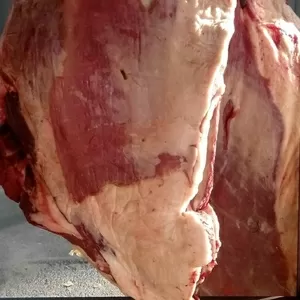 мясо конина говядина и баранина свежое  Вкусное  оптом и в розницу 