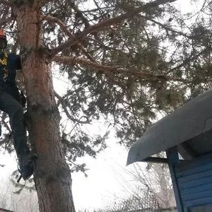 Спил и обрезка деревьев. Верхолаз (арборист) Евгений, спецтехника.