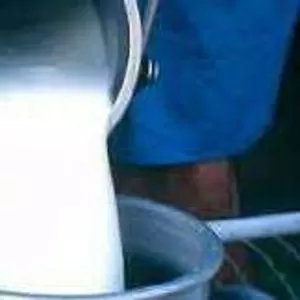 Продаем натуральное коровье молоко,  свежии жирность +-3, 5%